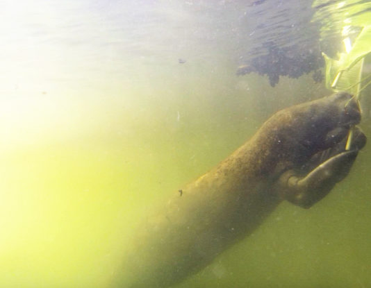 Manatee