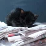 News Kitten