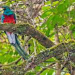 Resplendent_quetzal_(Pharomachrus_mocinno)_male_3