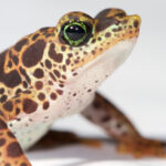 Atelopus certus