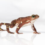 Atelopus glyphus