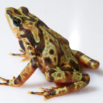 Atelopus varius